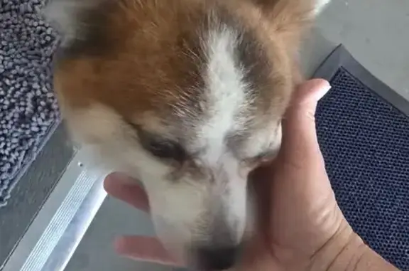 Found dog , photo: Sweet Lost Dog Found on SW 110th St