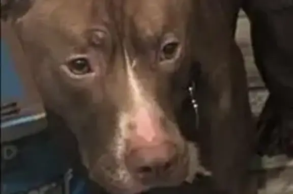 Missing dog Coeur d'Alene, photo: Help Find Lost Dog Near 13th & Davis!