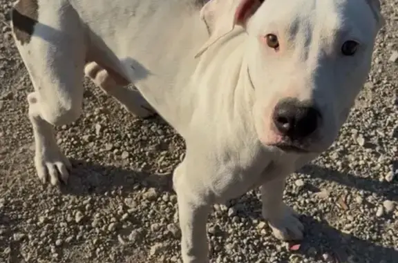Lost Dog: White with Brown Spots, San Antonio
