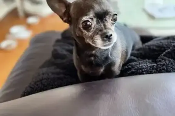 Lost Dog: Timid 10-Year-Old on McKinley Rd