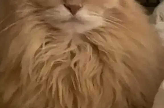Lost Elderly Persian Cat in Machesney Park