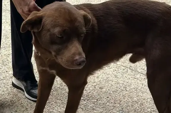 Found dog Hot Springs, photo: Friendly Brown Dog Found: Ridge 2 Court