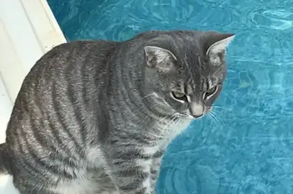 Lost and found pets Owensboro, photo: Lost Cat: Shy, Nocturnal, Loving - Help!