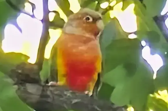 Lost pets , photo: Lost Conure: Unique Voice in Jamaica, NY