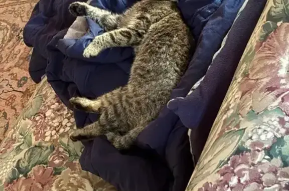 Lost Grey Tabby Cat: Tiverton, Main Rd