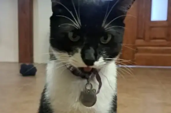 ¡Gato Perdido! Blanco y Negro, Collar Morado