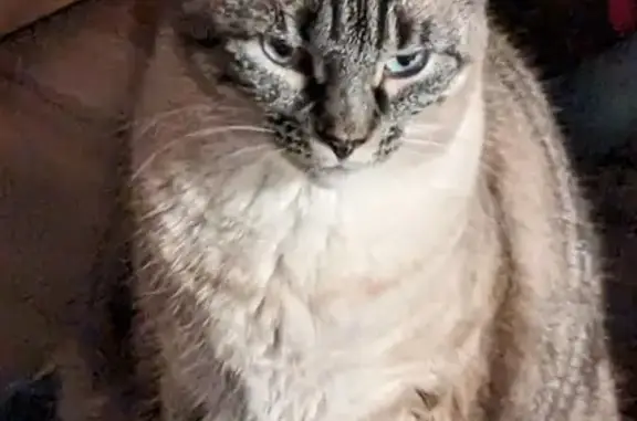Lost Skittish Cat: White/Grey, Gainesville