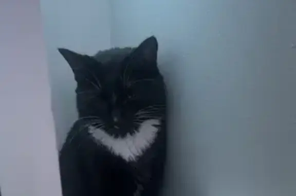 Lost Tuxedo Cat in South Hadley!