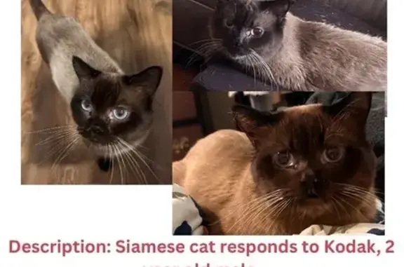 Lost Siamese Cat: Sick, Needs Help!