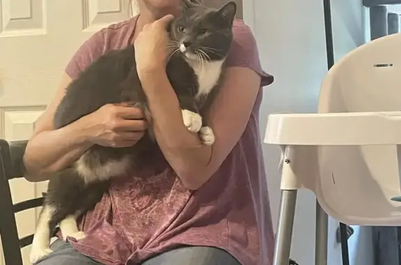 Missing cat Severn, photo: Lost Friendly Gray Cat on Richfield Dr