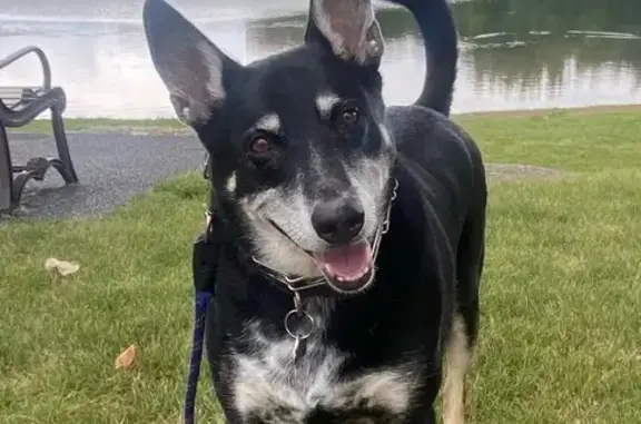 Lost Black Dog, 8, Gray Spots, Holland MI