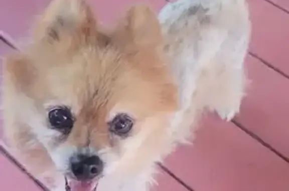 Lost Pomeranian: Noni Franco Missing