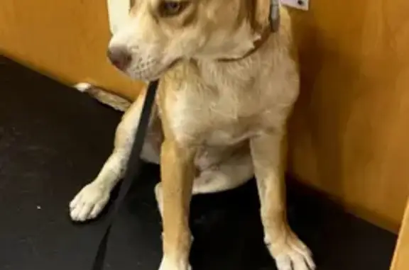 Found dog San Antonio, photo: Friendly Puppy Found at Espada Cliff