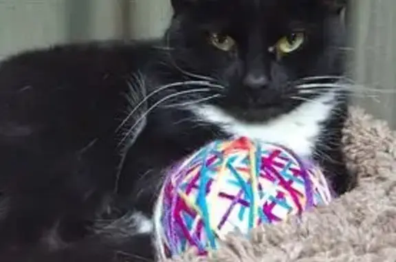 Missing cat , photo: Lost Cat: Tiny Black & White, Killingly