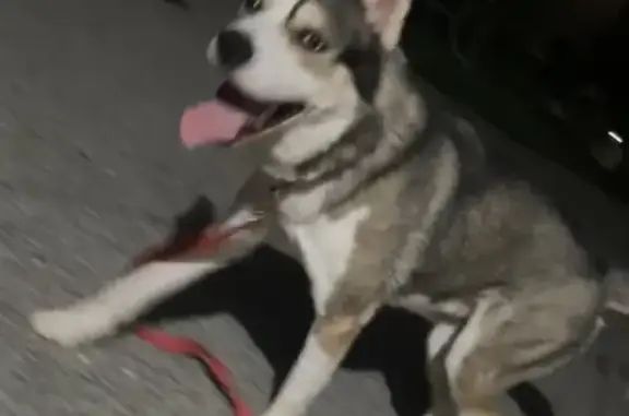Lost Husky: Waldo Needs Your Help!