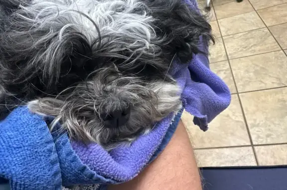 Found dog Canton, photo: Found: Injured Shih Tzu on Knox Bridge Hwy