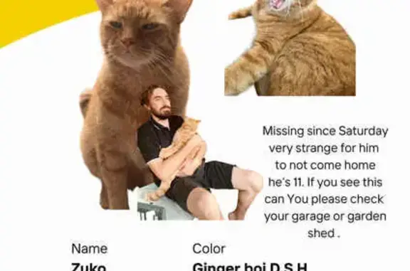 Lost: Beloved Ginger Cat on Waterworks Rd