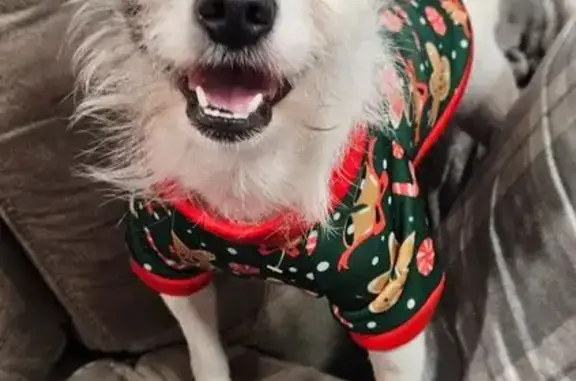 Lost Dog: White & Tan, Zeppelin, Waterville