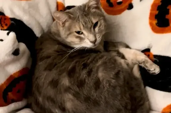 Lost Gray Cat: Timid, Needs Eye Care