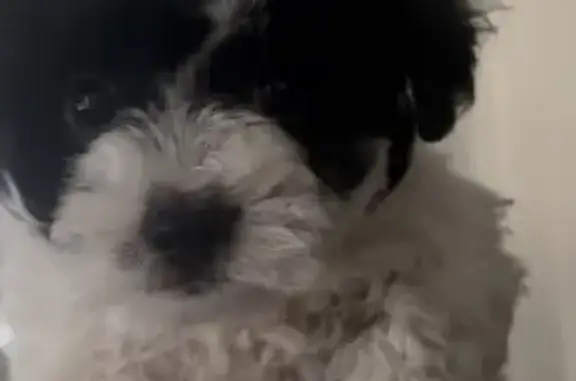 Lost Dog: Black & White Beauty in San Jose