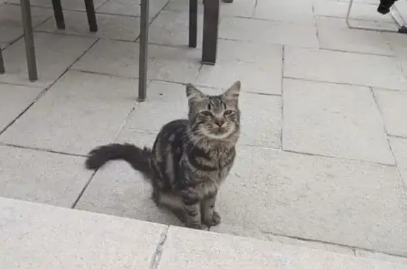 Animaux trouvés , photo: Chat trouvé Rue Jean Moulin, Donnemain