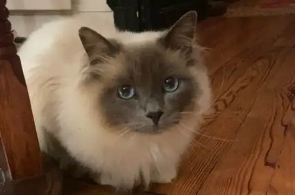 Chat perdu: blanc, museau/queue gris, yeux bleus - photo