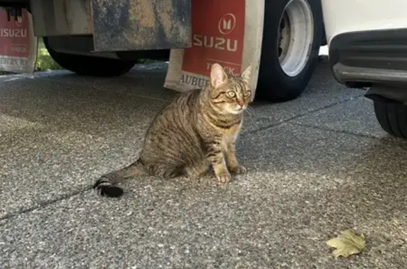 Lost Short-Haired Cat: 113th St, Sumner