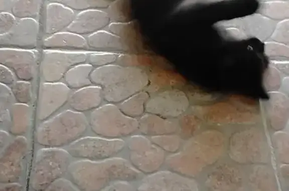 ¡Ayuda! Gatito Negro Perdido en Monterrey