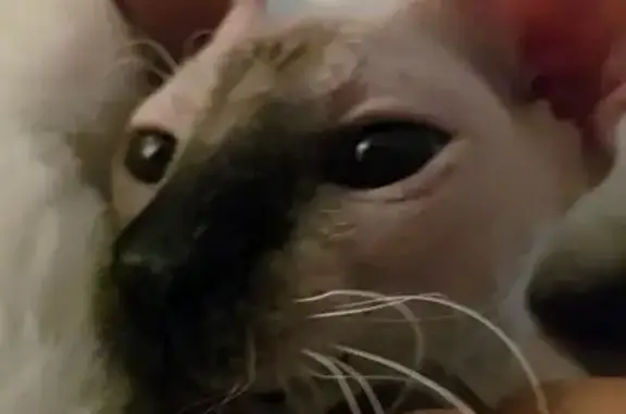 Found cat Queen Creek, photo: Sphynx Cat Found on Misty Lane, Queen Creek