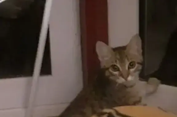 Chaton tigré perdu près de l'école Micheket - photo