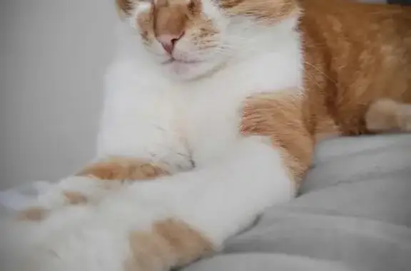Chat tigré roux/blanc perdu à Meyzieu - photo