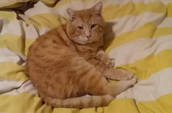 Lost Ginger Cat: Waterloo Corner Rd, ADL