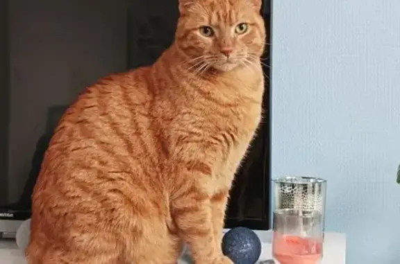 Animaux perdus Chantilly, photo: Chat perdu : Tigrou, grand, corpulence normale