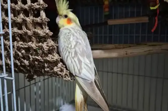 Found Cockatiel with Unique Fe...