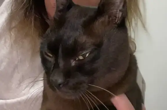 Missing cat , photo: Lost Desexed Brown Burmese in Inner West