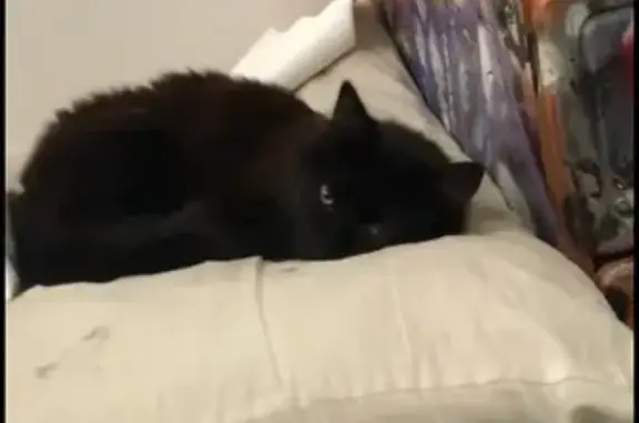 Lost Kitten Alert: Koota in Wyndham City