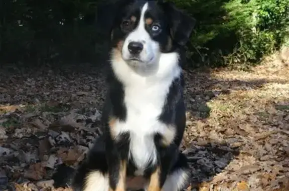 Chien perdu Naves, photo : Chien perdu : Berger américain à Naves