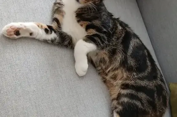 Animaux trouvés , photo: Jeune chat mâle sociable à Moëlan-sur-Mer