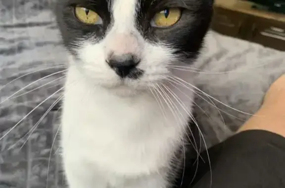 Chat noir et blanc perdu, oreille coupée - photo