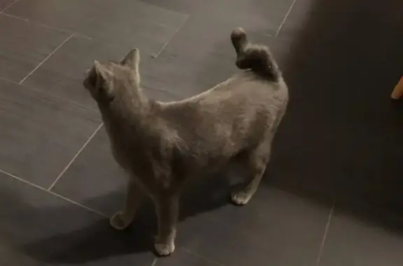 Chat perdu, Châteauroux, photo: Chat gris perdu, tâche blanche, Châteauroux