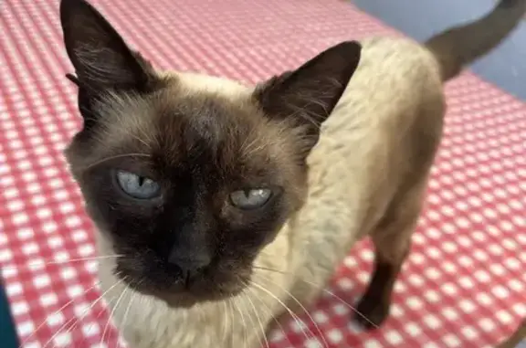 Kiki, chat perdue à Lunel, aide recherchée - photo