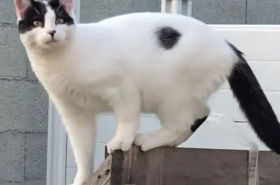 Animaux perdus Lormont, photo: Chatte perdue : Blanche, taches noires, Lormont