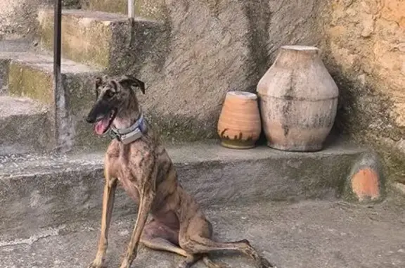 Perra Galga Perdida en Alconchel de Ariza