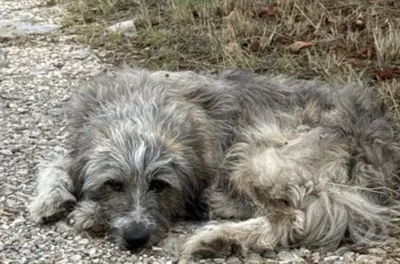 Chien trouvé Aix-en-Provence, photo: Chien gris trouvé à Aix-en-Provence