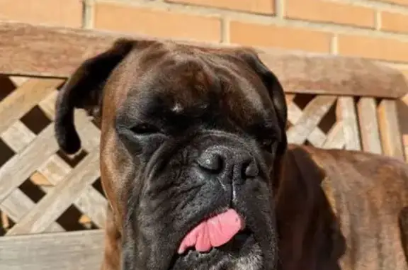¡Perro perdido! Boxer tigrado en La Eliana
