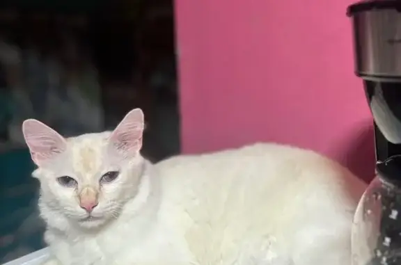 Lost Friendly Cat: White & Tan, Blue Eyes