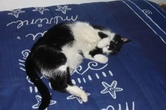 Chat perdu, Cellettes, photo: Chatte perdue à Cellettes, rue de la Varenne