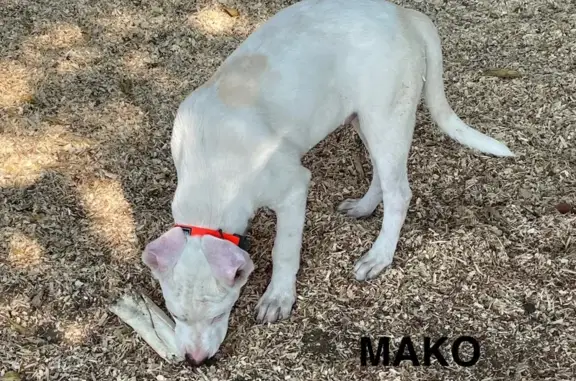 Found dog , photo: Rescued Pup: White & Tan Cur in Texas