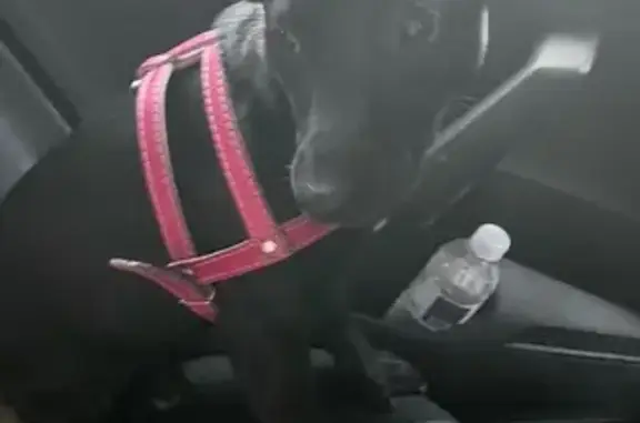 cachorro desaparecida