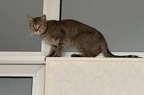 Animaux trouvés Saint-Nazaire, photo: Chat européen trouvé, collier noir, St-Nazaire